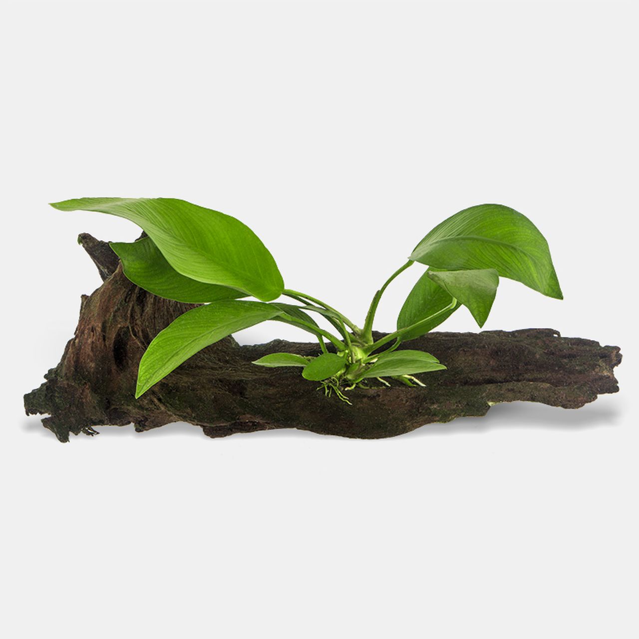 Anubias On Stone Wood S