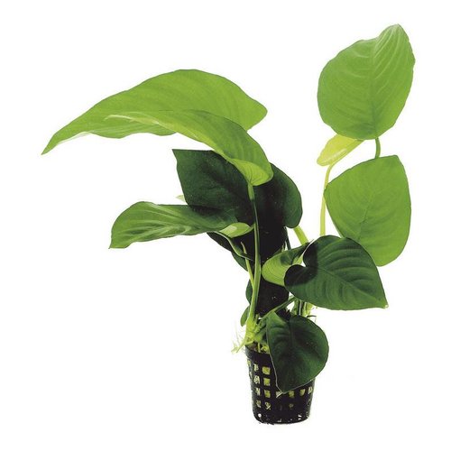 Anubias Barteri Moederplant