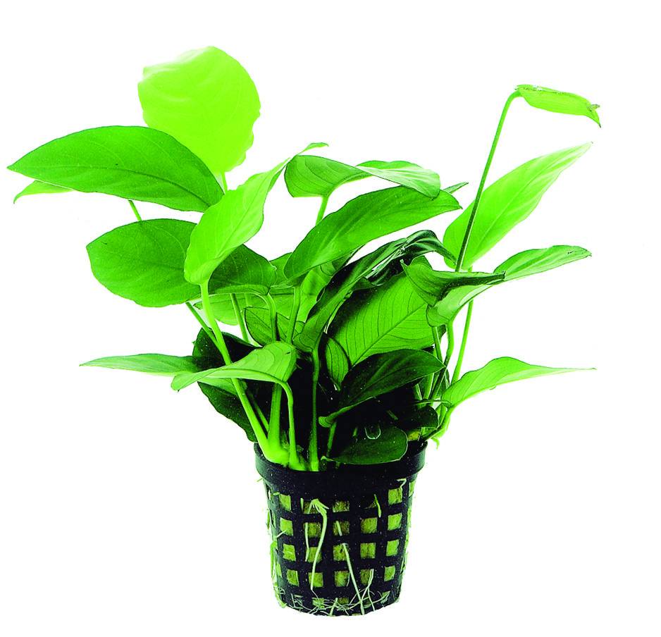 Anubias Nana Moederplant