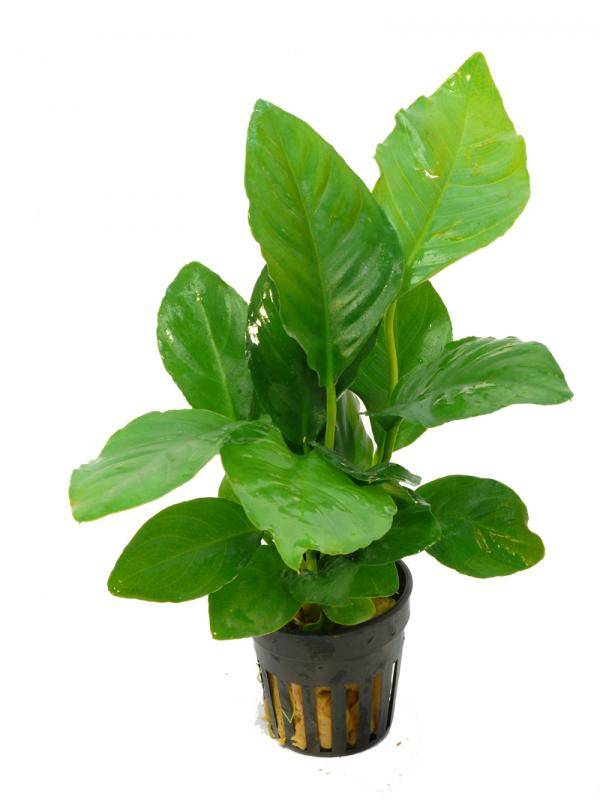 Anubias Heterophylla Moederplant