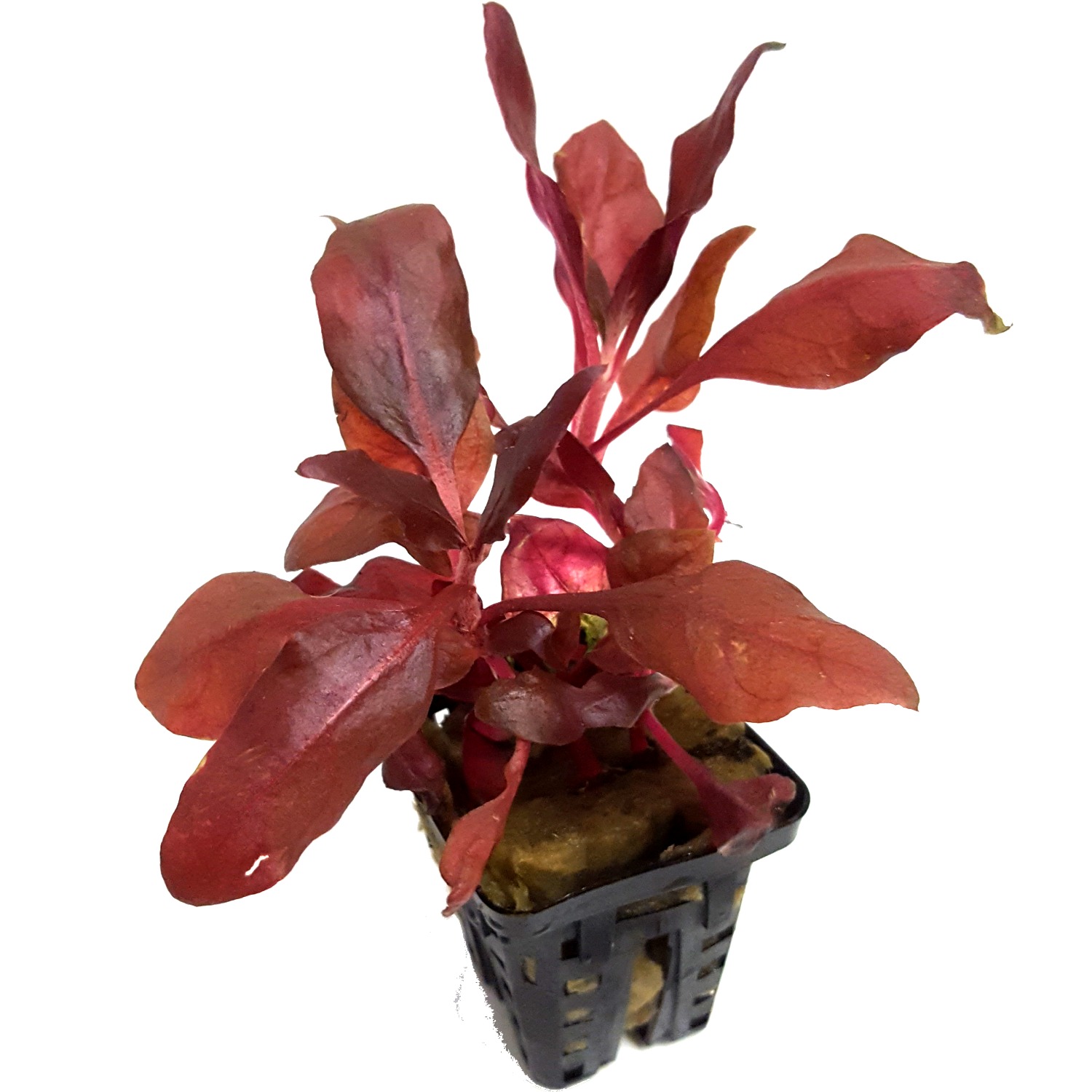 Alternanthera Cardinalis Double Red