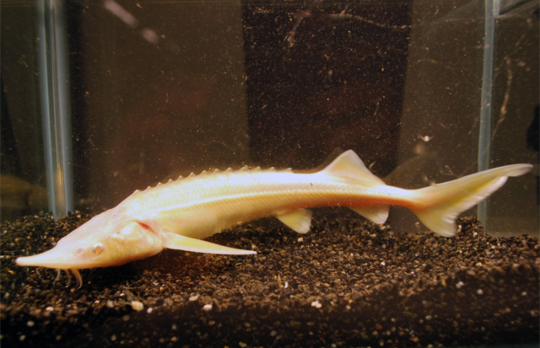 Acipenser ruthenus Albino Steur