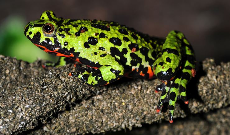 Bombina Orientalis Vuurbuikpad Ml