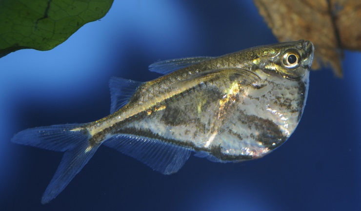 Carnegiella strigata Marmerbijlzalm