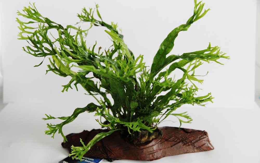 Microsorium Stonewood S