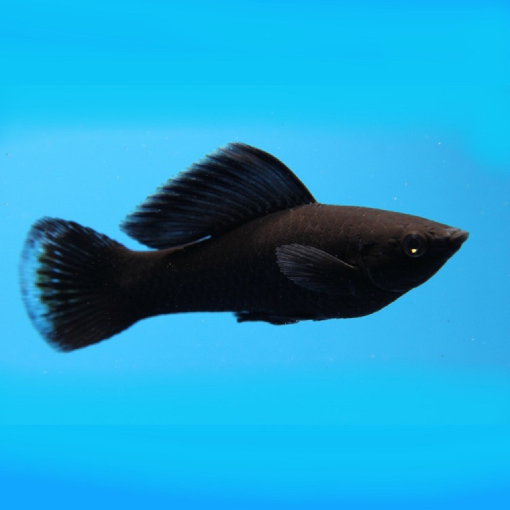 Poec.Sphenops Black Molly M | Diertotaal.nl
