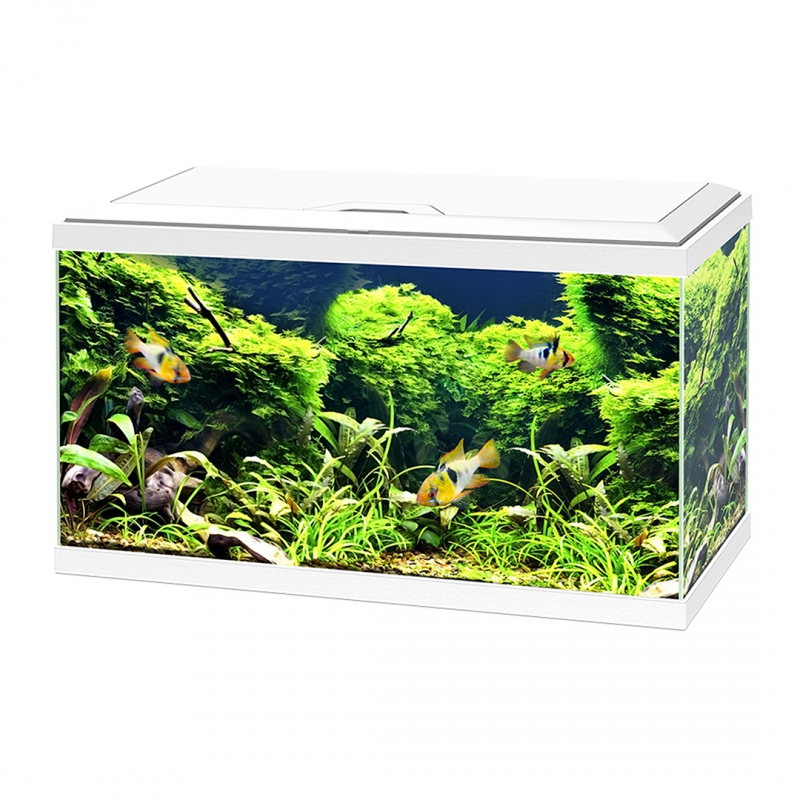 documentaire heldin Onbeleefd Ciano Aquarium 60 LED 60x30x41 cm Wit | Diertotaal.nl