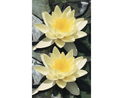 Nymphaea Chormatella 3L Geel