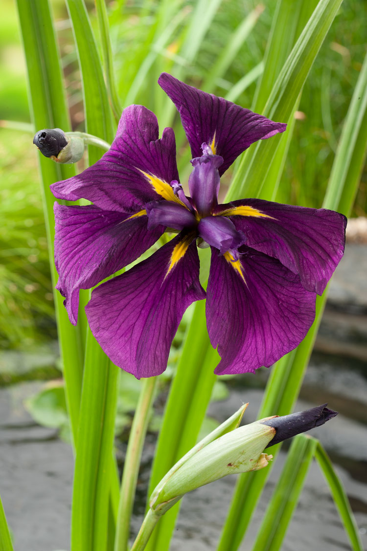 Iris kaempferi
