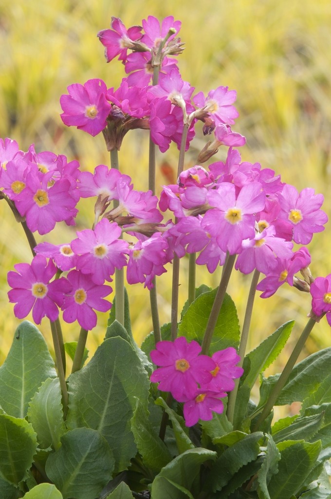 Primula rosea