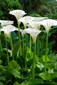 Zantedeschia aethiopica
