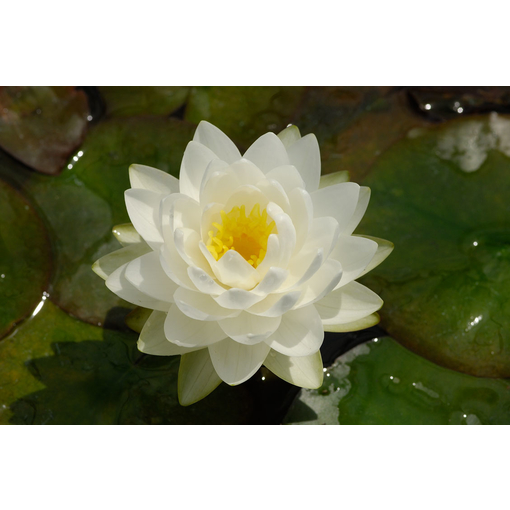 Nymphaea Gonnere 3L Wit