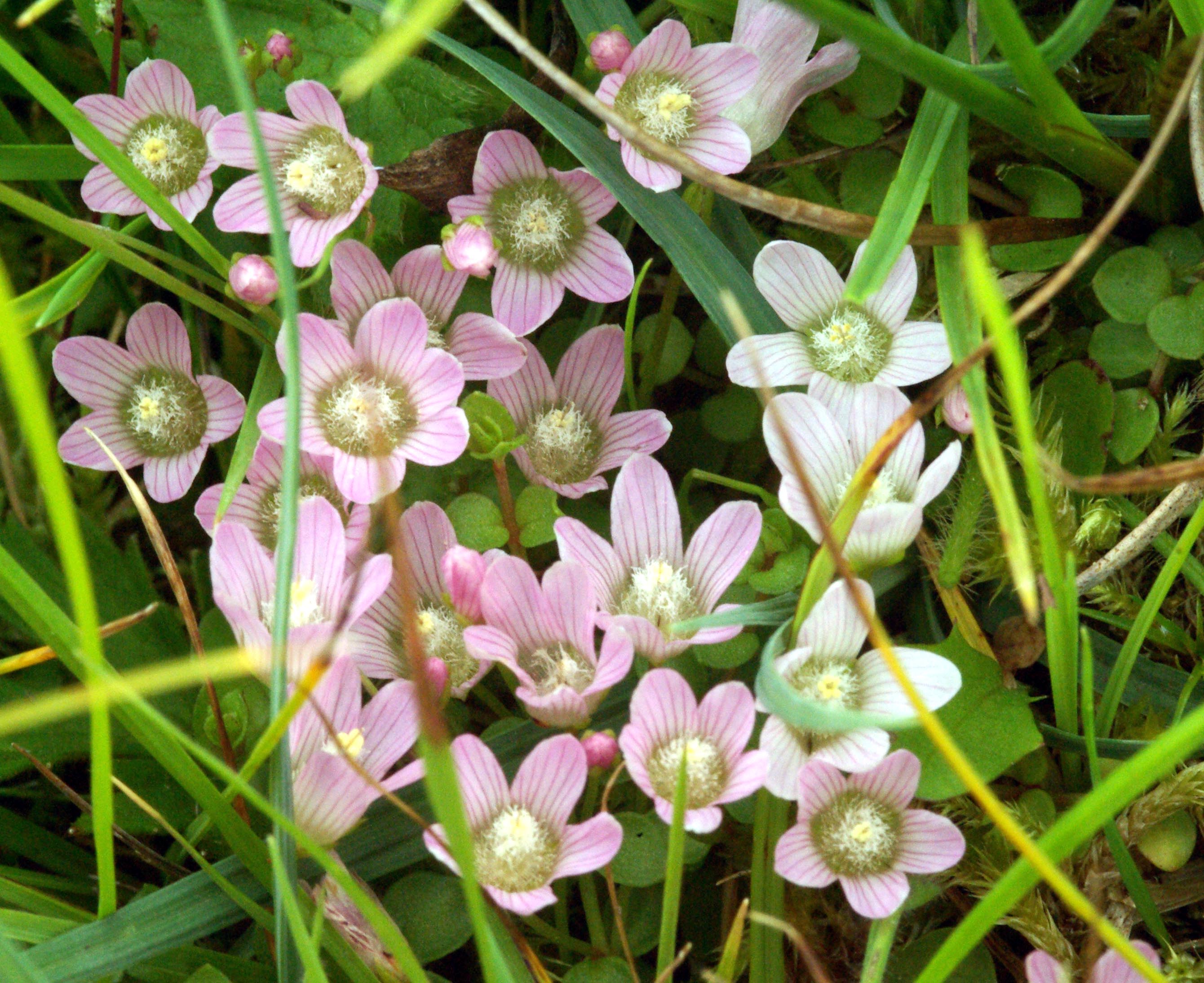 Anagallis tenella