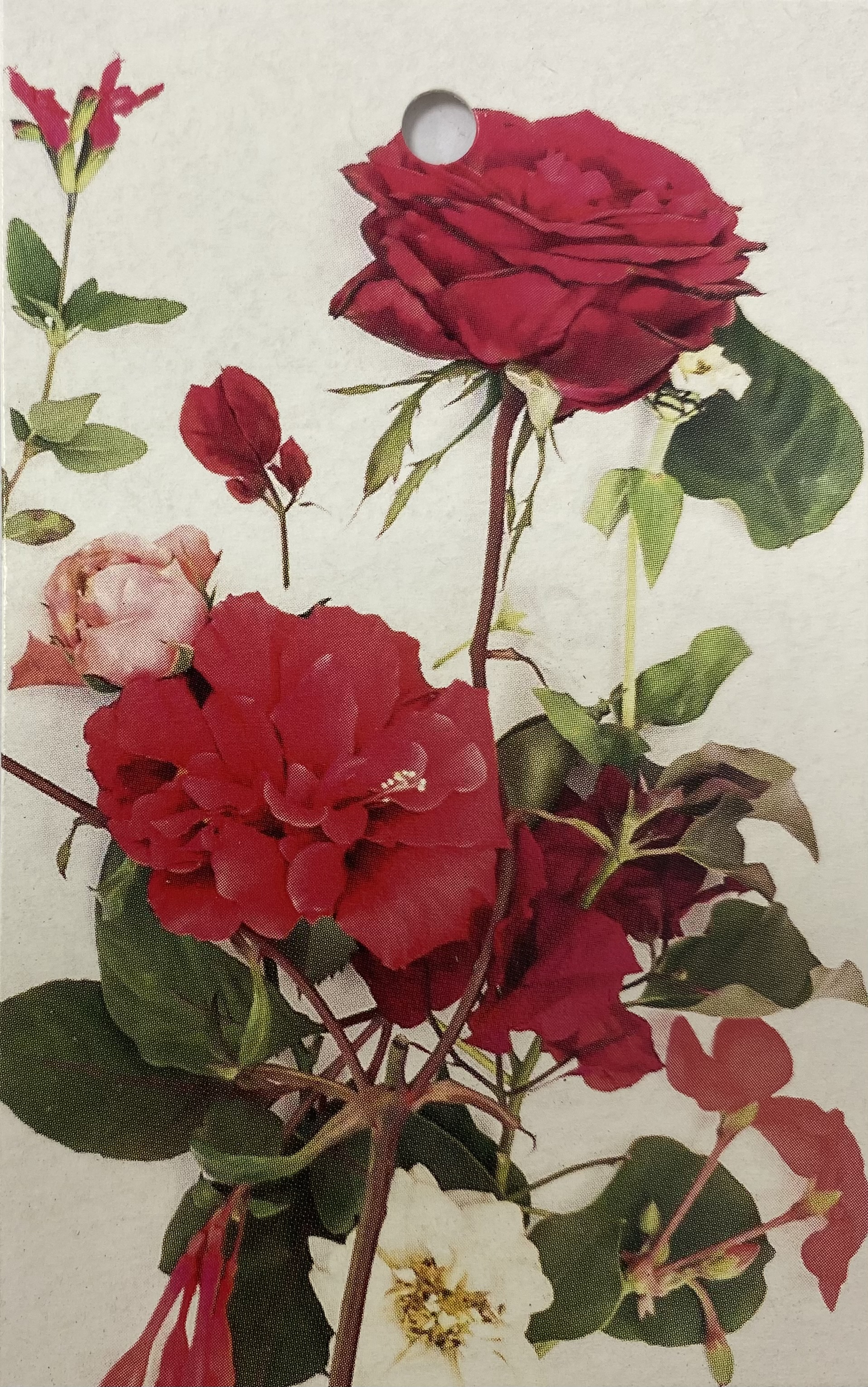 Kaartje Eco Wildflower Blanco Red Roses