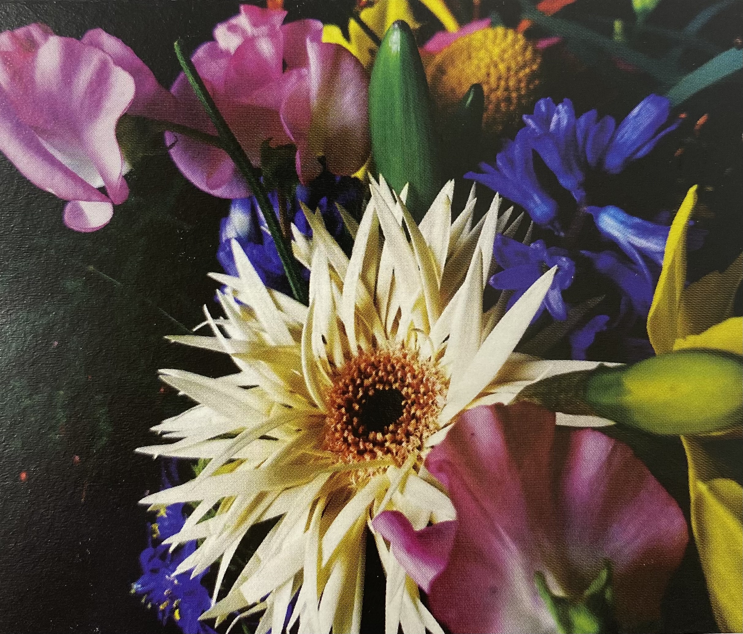 Kaartje Eco Bloomz Blanco