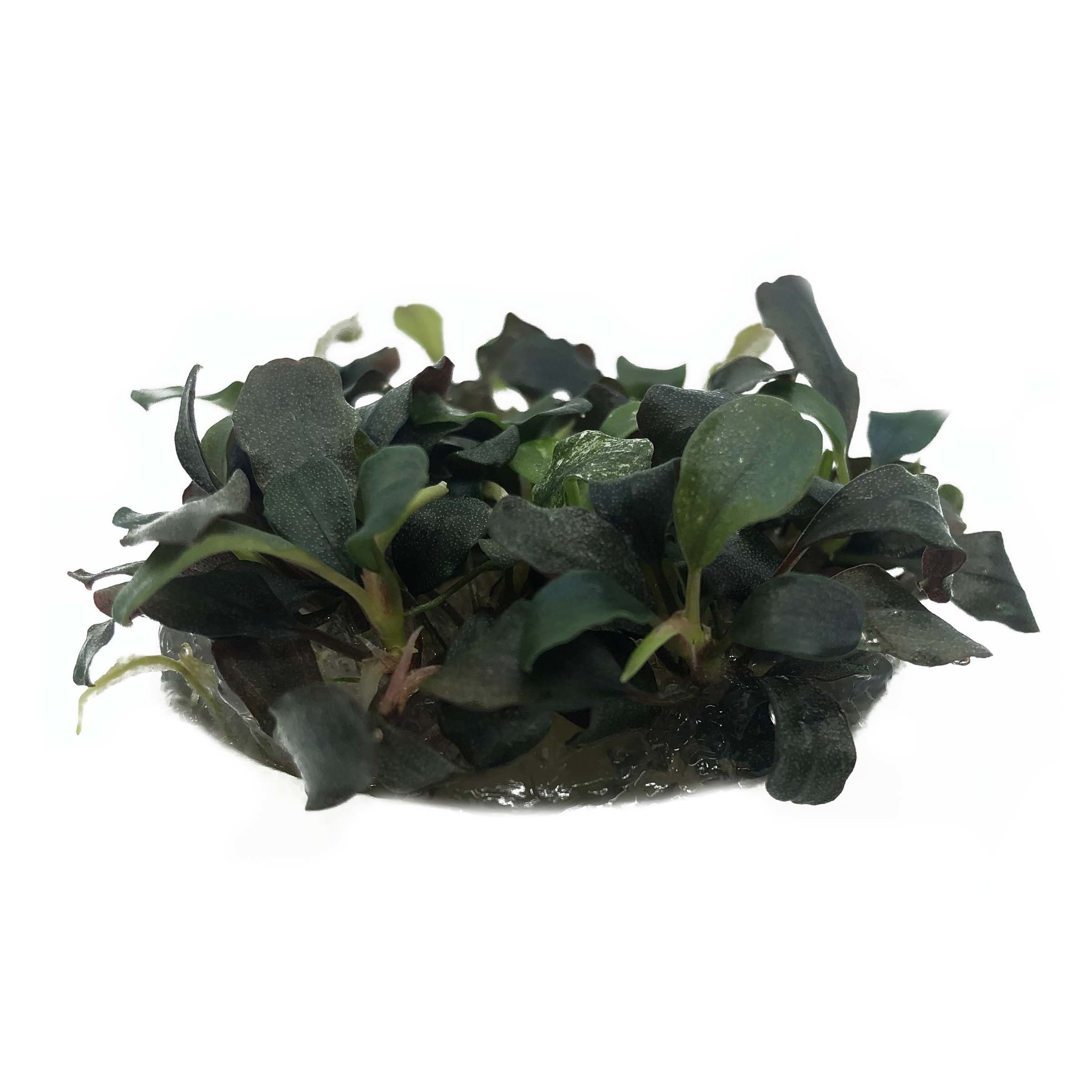 Bucephalandra sp. Red In Vitro Cup