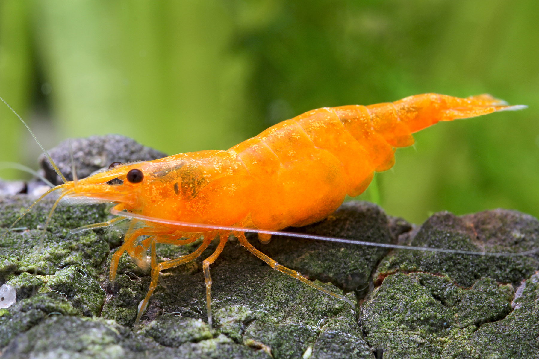 Neocaridina davidi Orange