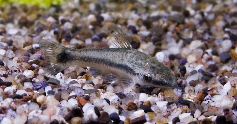 Otocinclus vittatus