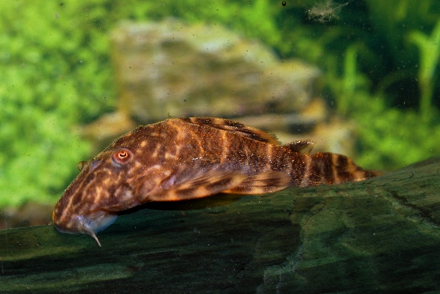 Panaqolus maccus L104