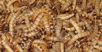 Moriowormen 1 kg