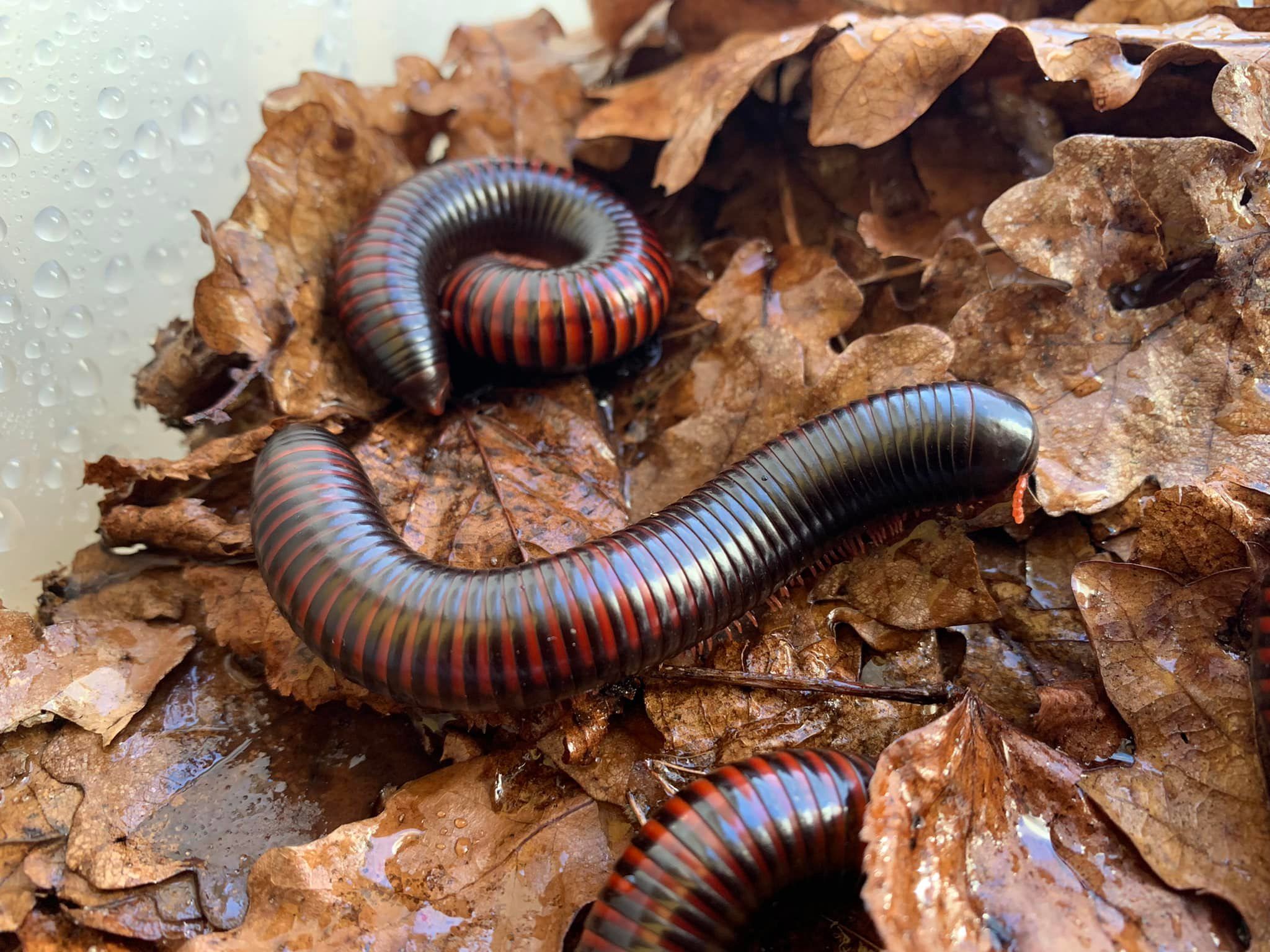 Pelmatoiulus excisus Rood Gebande Miljoenpoot