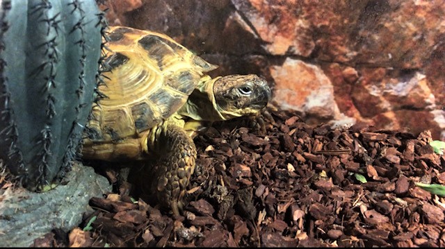 Vierteenlandschildpad (Testudo Horsfieldii)