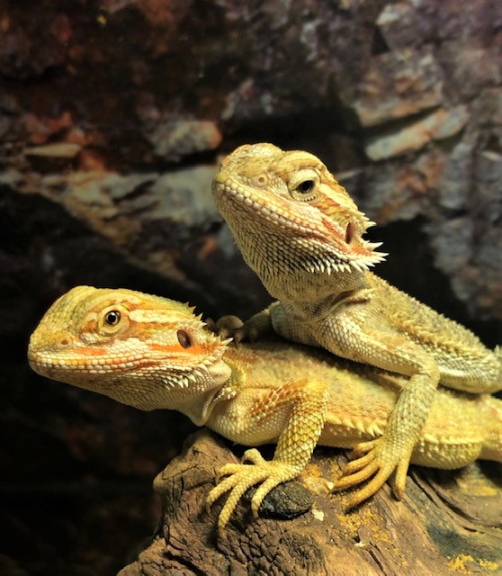 Baardagaam jong (Pogona Vitticeps)