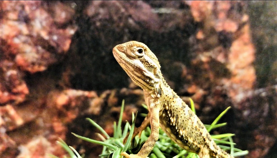 Dwergbaardagaam (Pogona Henrylawsoni)