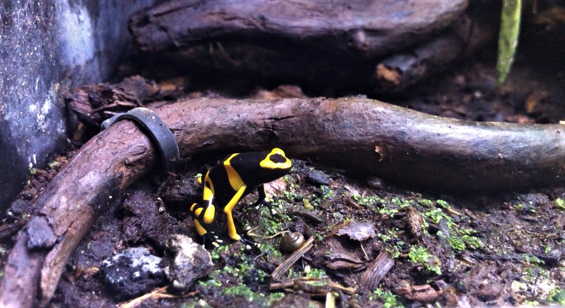 Bijengifkikker geel-zwart (Dendrobates Leucomelas) Diertotaal.nl