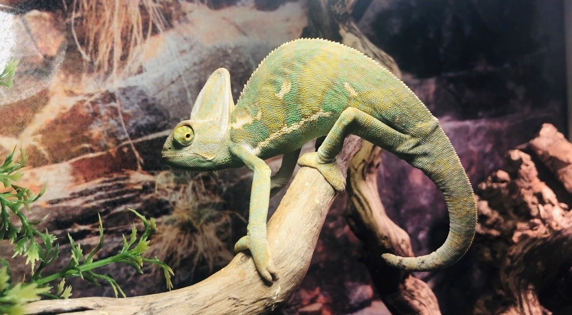 Jemen kameleon (Chameleo Calyptratus)