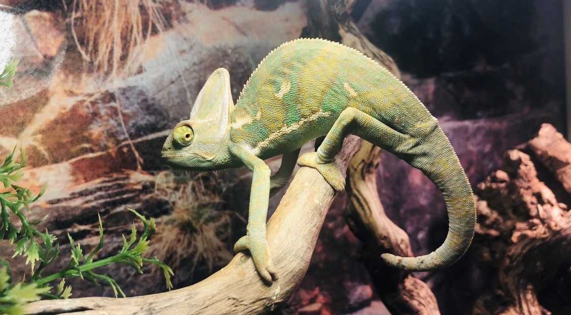 Jemen kameleon (Chameleo Calyptratus) |