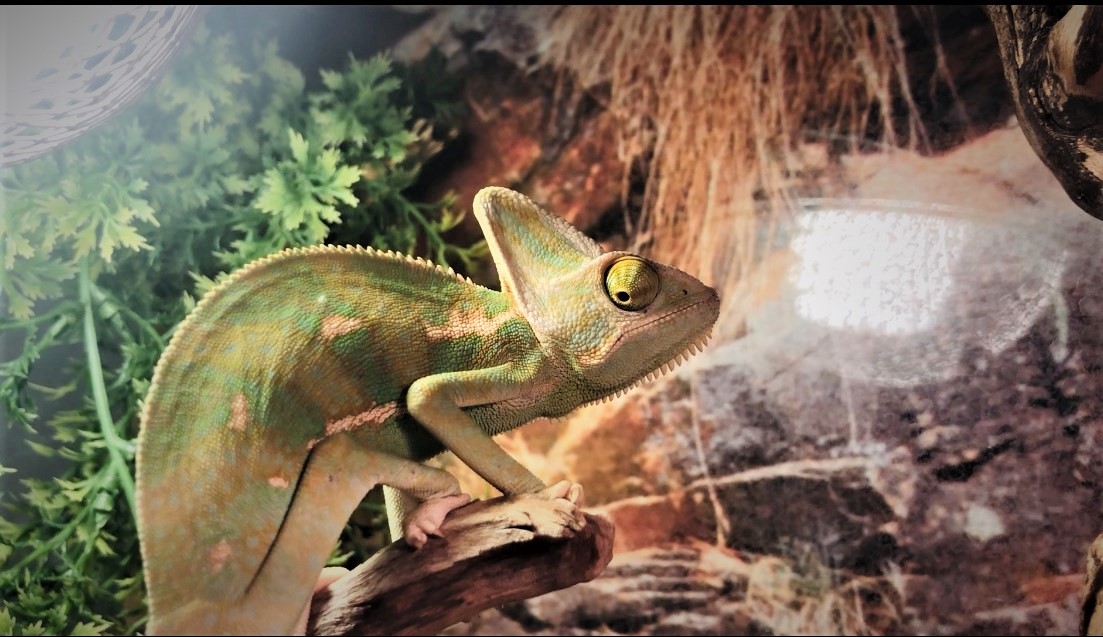 Brullen Federaal mode Jemen kameleon (Chameleo Calyptratus) | Diertotaal.nl