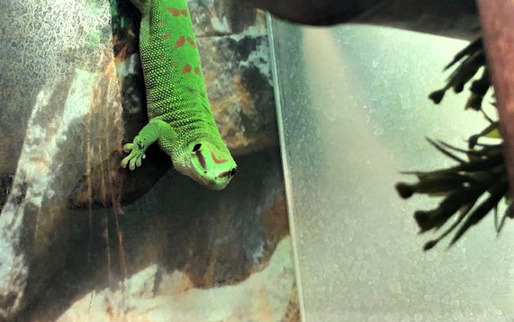 Reuzen Madagaskar Daggeko ( Phelsuma Grandis )