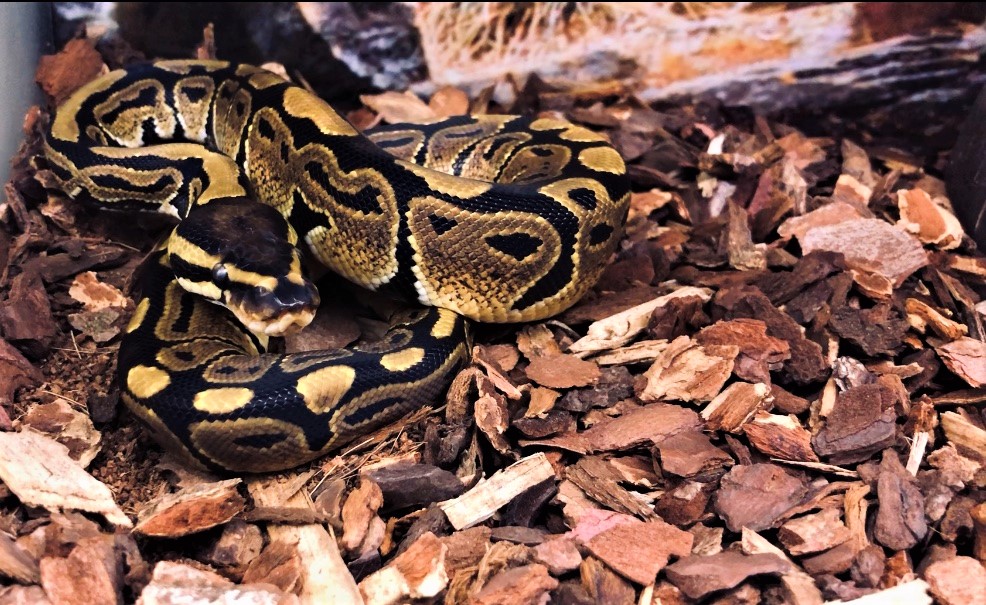 Koningspython Black Pastel (Python Regius)