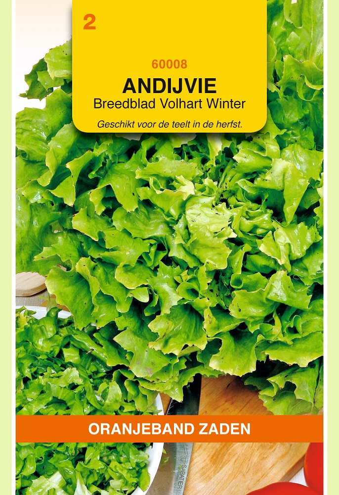 Andijvie Breedblad Volhart Winter