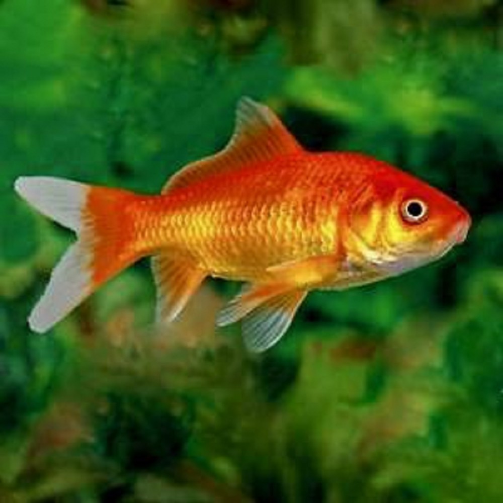 Carassius auratus Goudvis Mix Vijver 6-10 cm